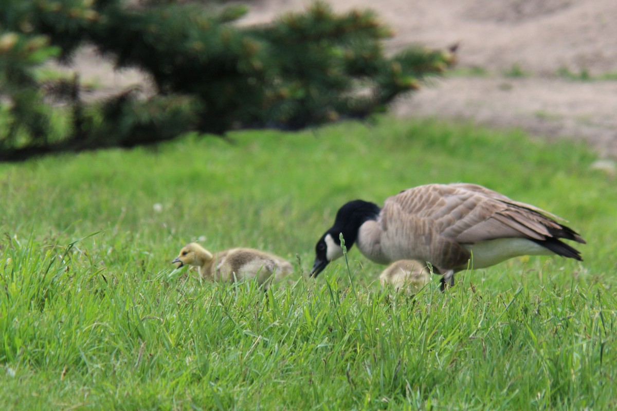 Canada Goose - ML619781990