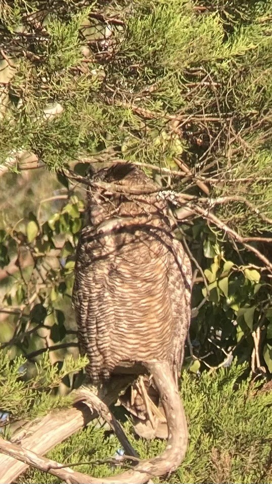 Great Horned Owl - ML619782009