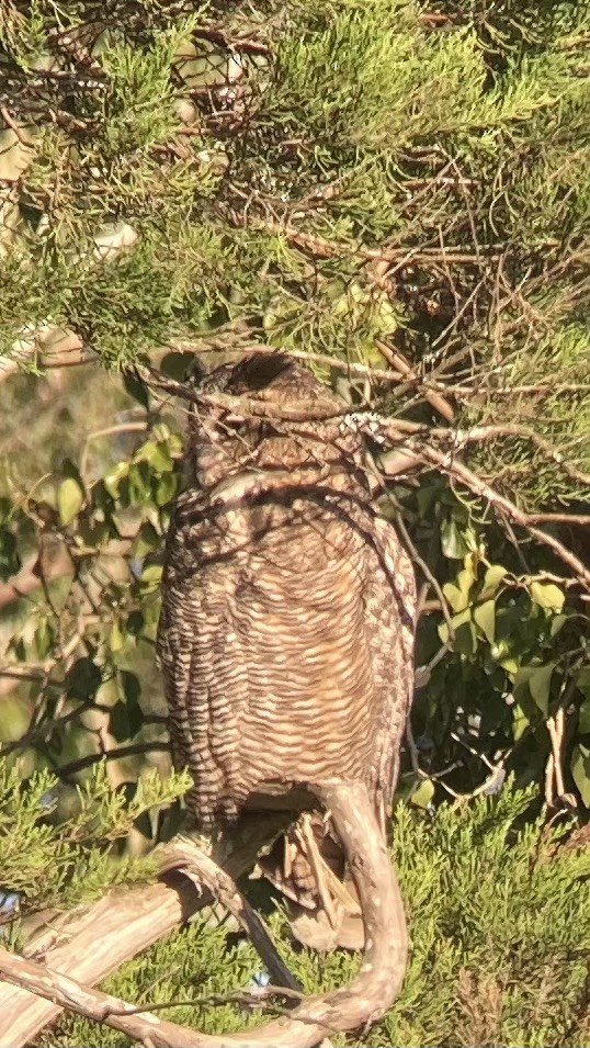 Great Horned Owl - Dominik Mosur