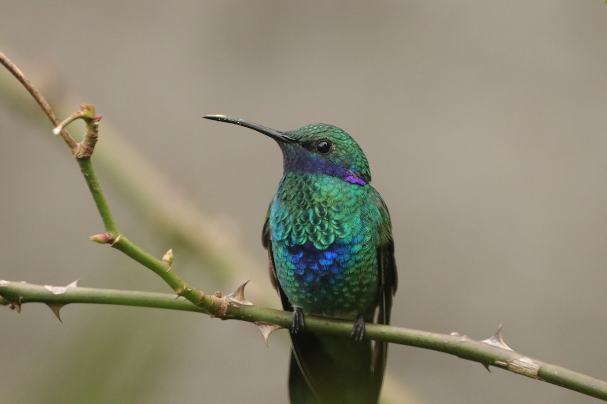 kolibřík modrolící - ML619782020