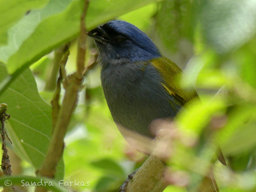 Blue-capped Tanager - ML619782021