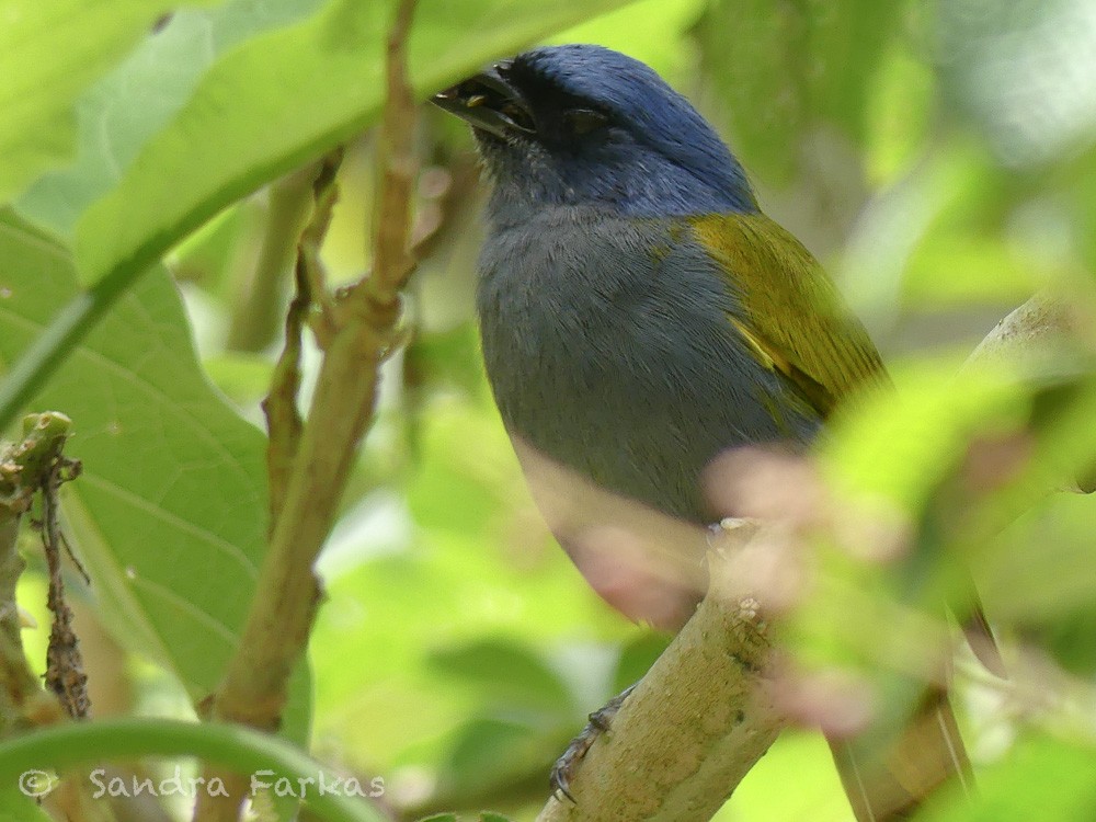 Blue-capped Tanager - ML619782022