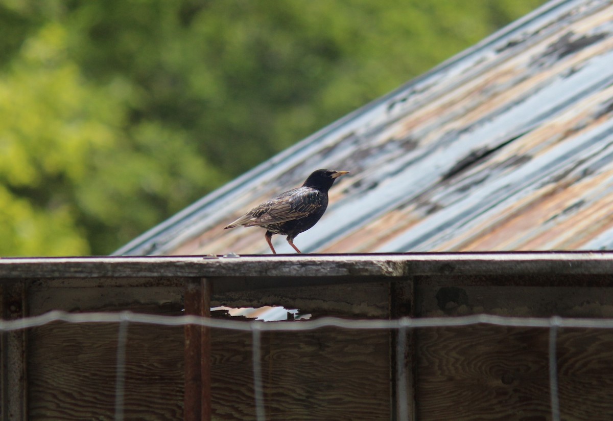 European Starling - ML619782029