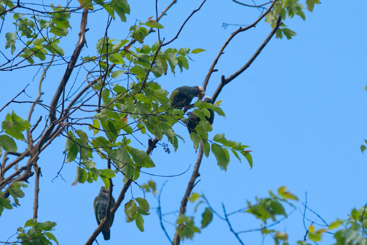 White-crowned Parrot - ML619782045
