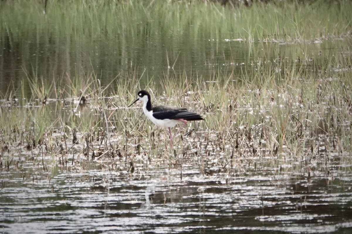 Black-necked Stilt - ML619782047