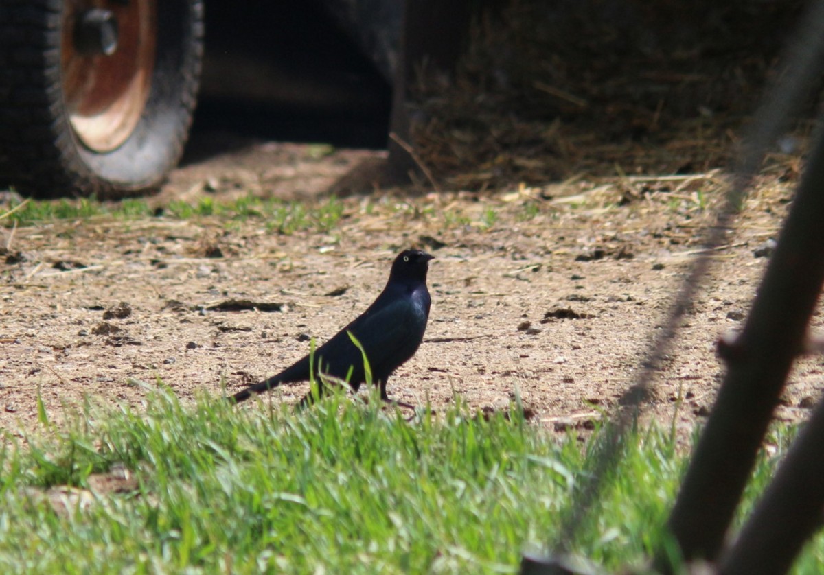 Brewer's Blackbird - ML619782048