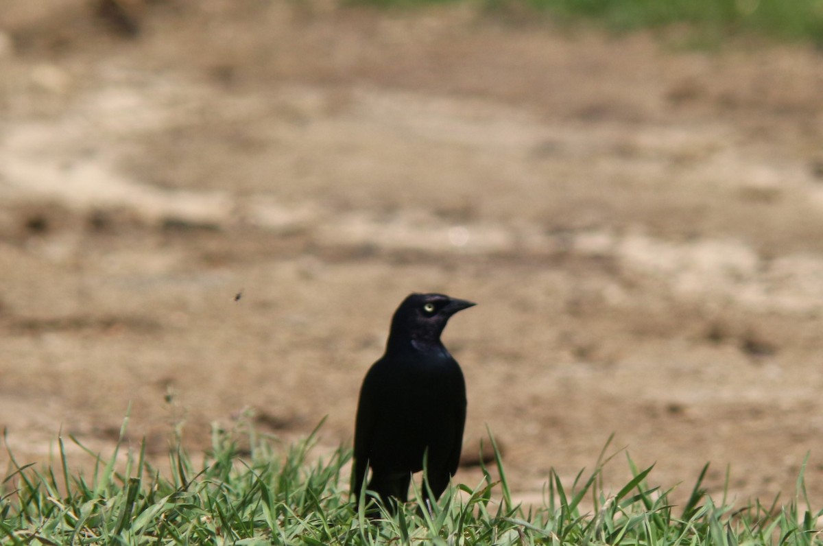 Brewer's Blackbird - ML619782051