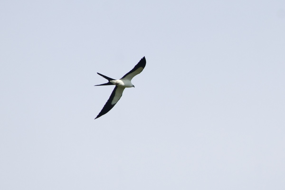 Swallow-tailed Kite - ML619782057