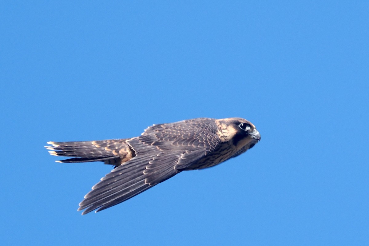 Peregrine Falcon - ML619782067