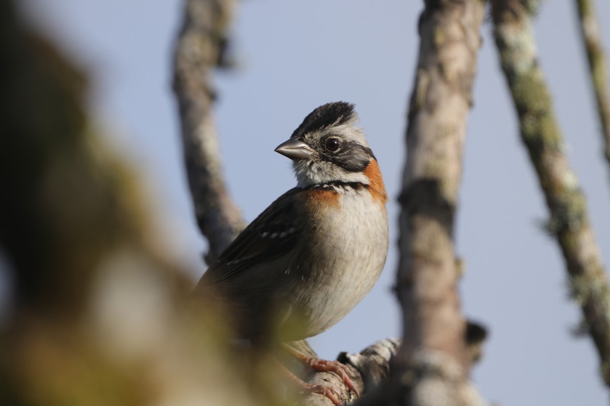 Rufous-collared Sparrow - ML619782072
