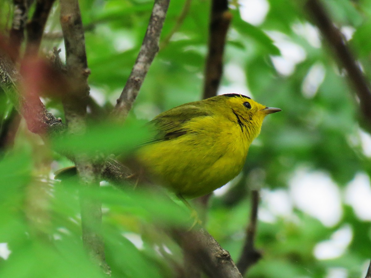 Wilson's Warbler - ML619782074