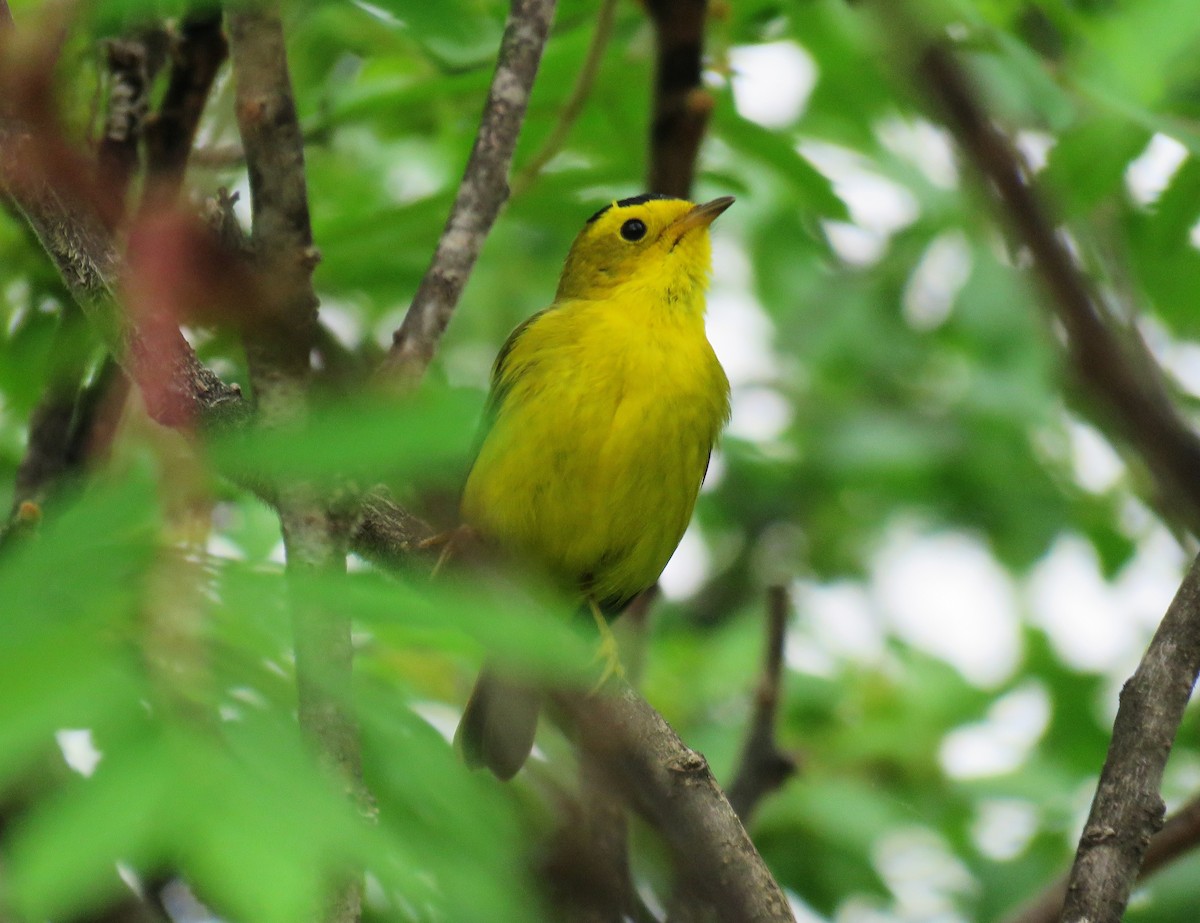 Wilson's Warbler - ML619782075