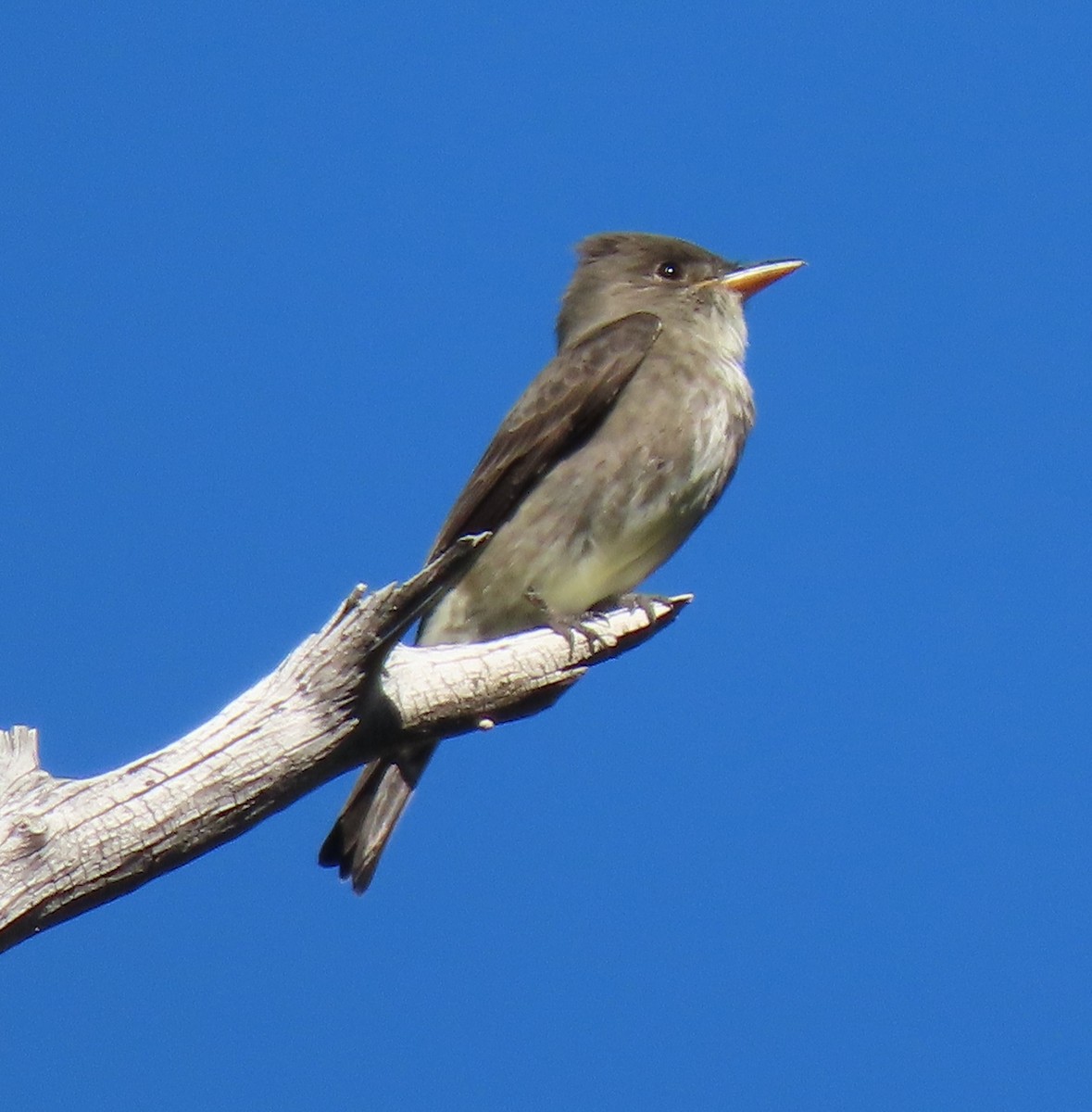 Olive-sided Flycatcher - ML619782078