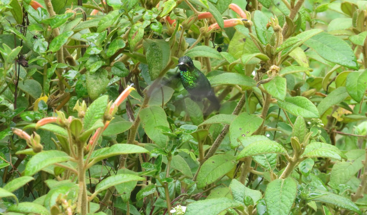 Glowing Puffleg - ML619782081