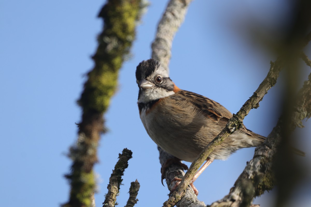 Rufous-collared Sparrow - ML619782082