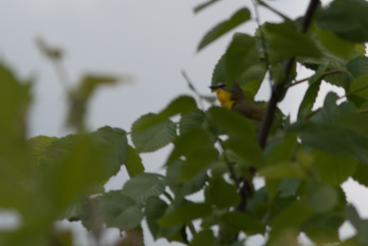 Yellow-breasted Chat - ML619782084