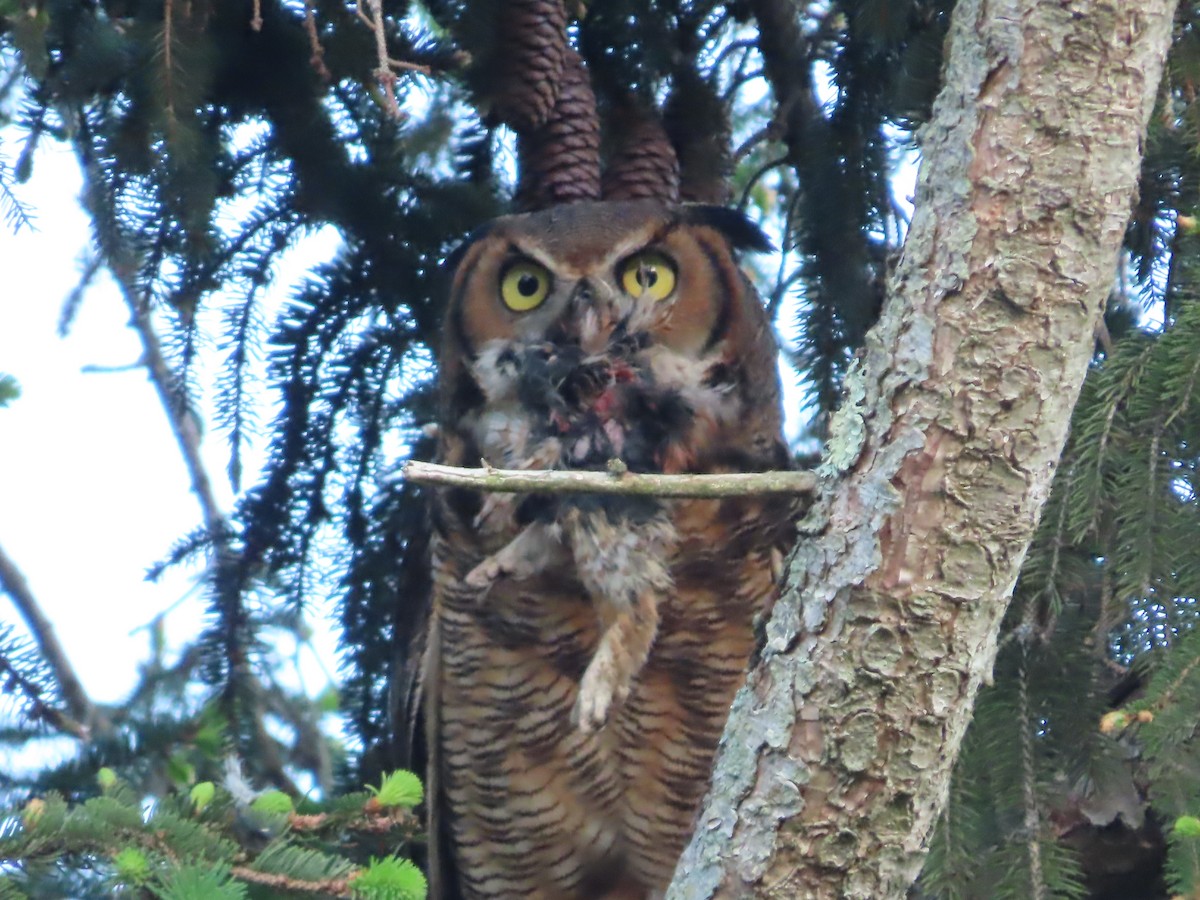 Great Horned Owl - ML619782088