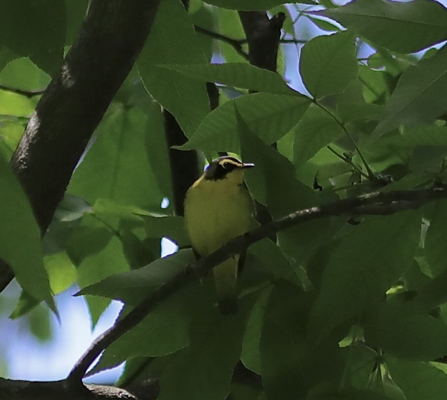 Kentucky Warbler - ML619782094