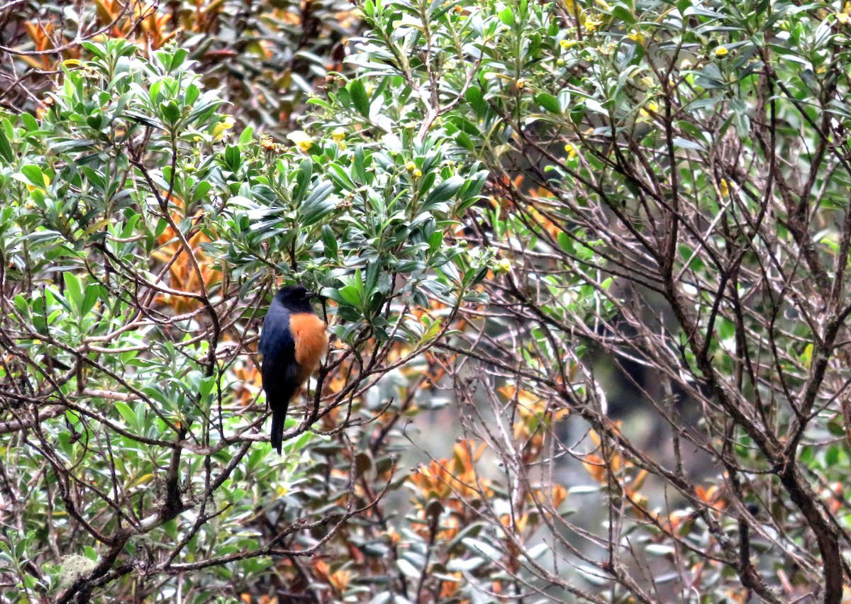 Blue-backed Conebill - ML619782096