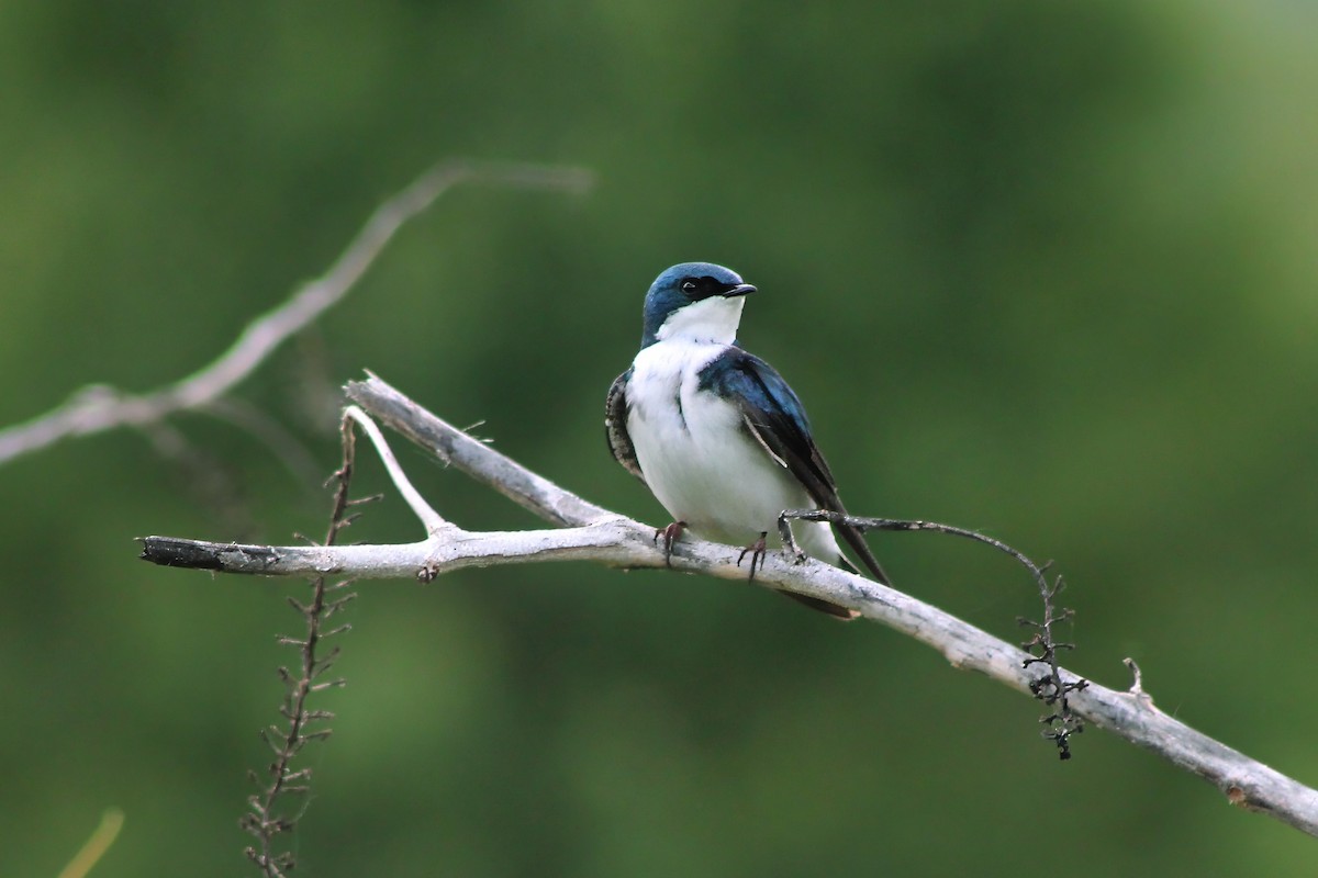 Hirondelle bicolore - ML619782101