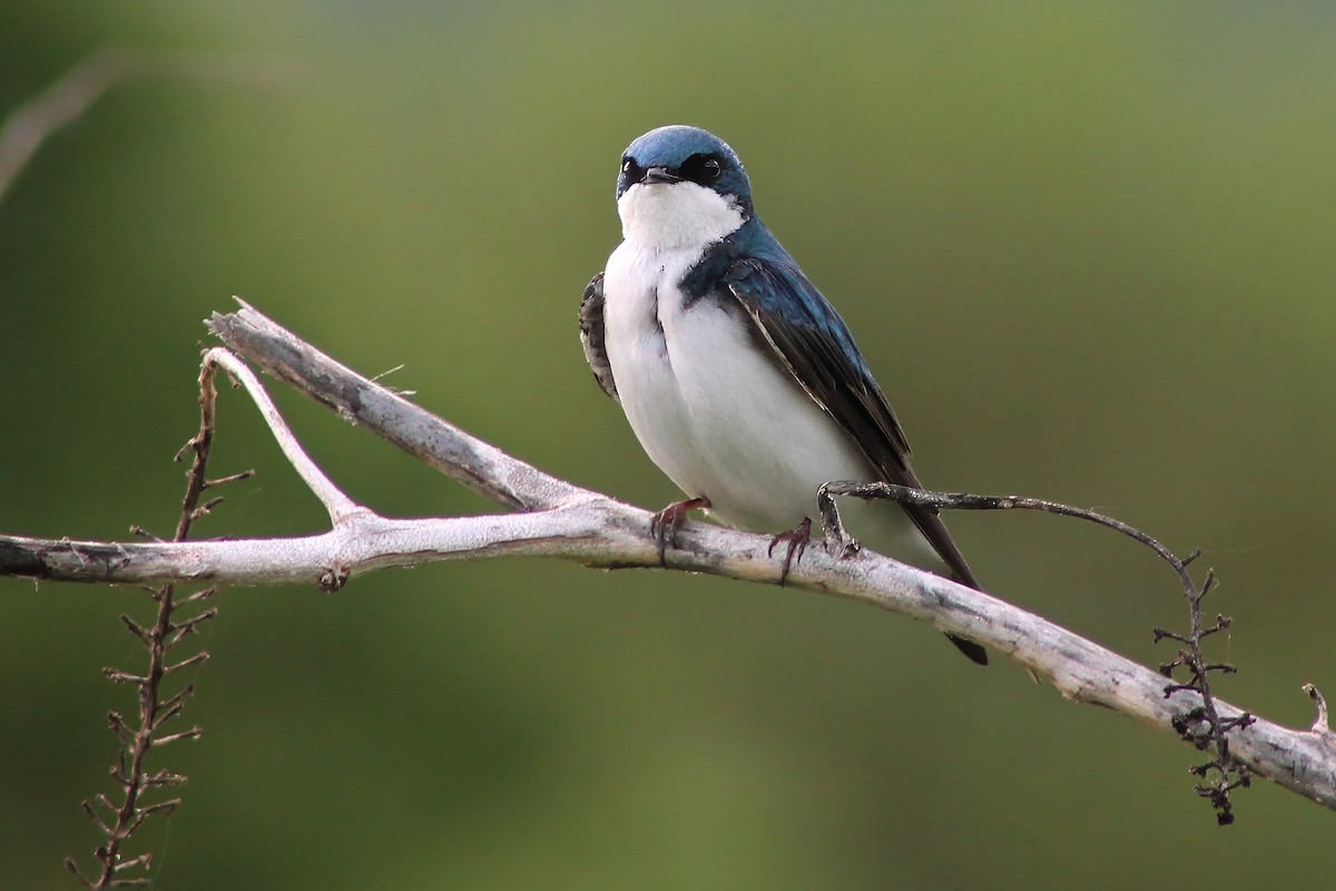 Tree Swallow - ML619782102