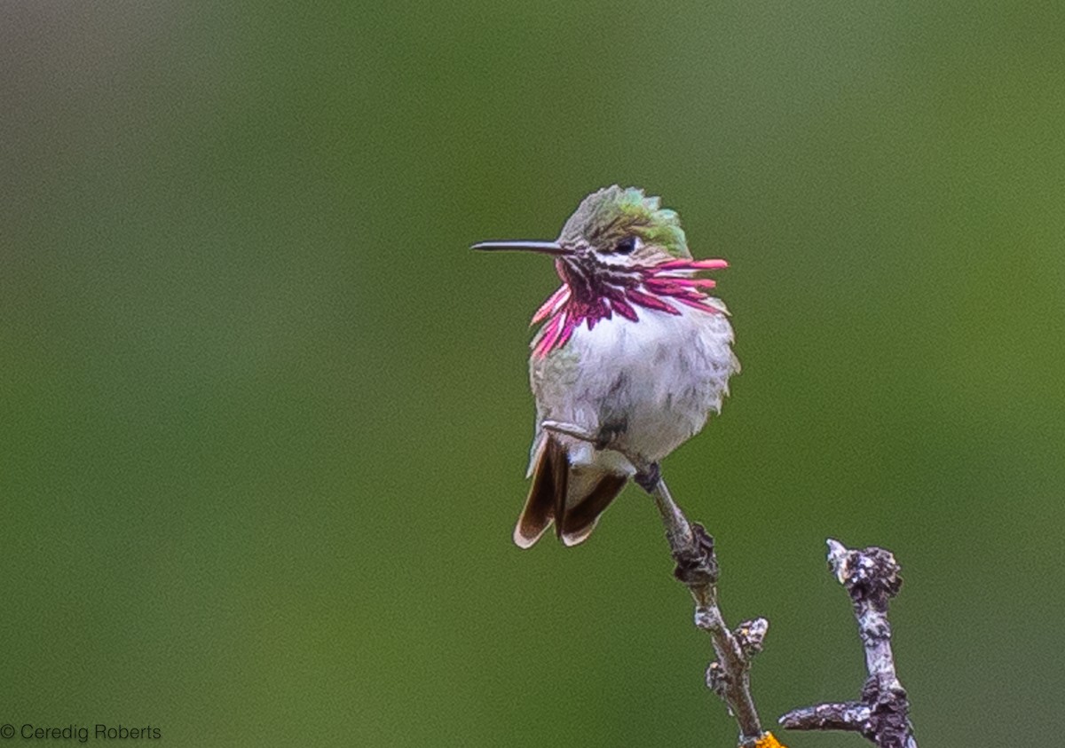 Calliope Hummingbird - ML619782128