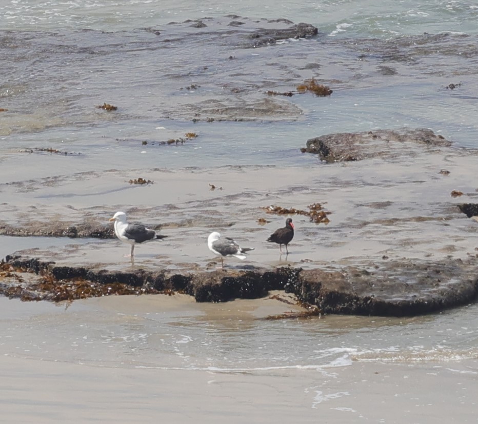 Black Oystercatcher - ML619782138