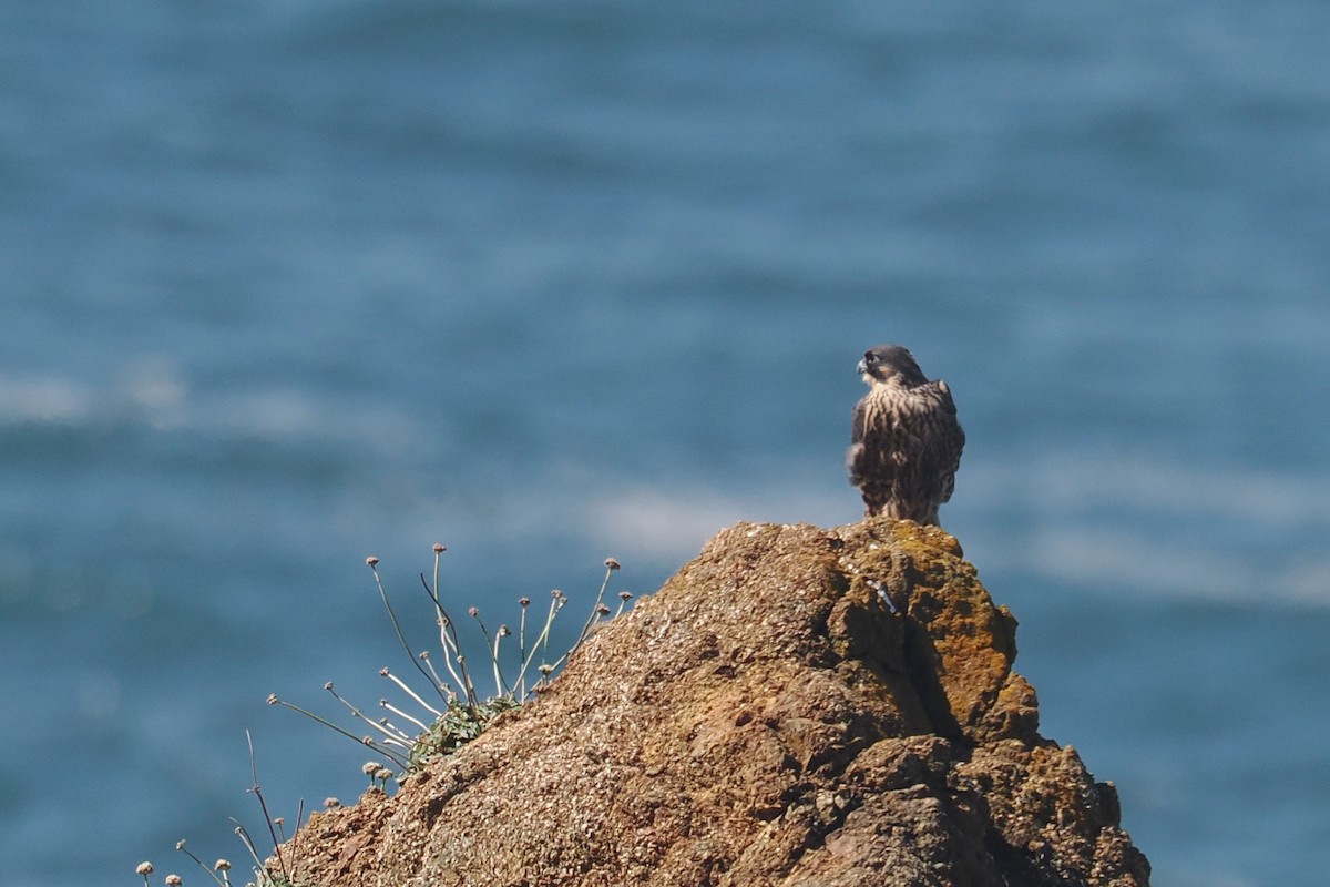 Peregrine Falcon - Donna Pomeroy