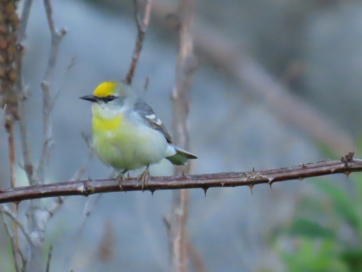 Brewster's Warbler (hybrid) - Kristin Mylecraine