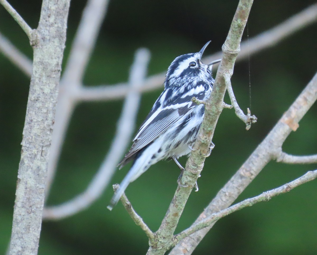 Black-and-white Warbler - ML619782149