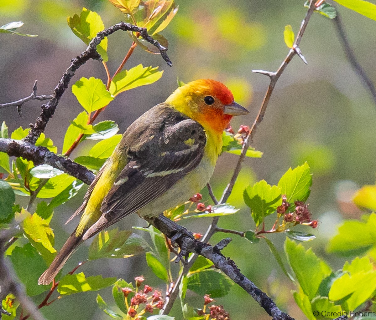Western Tanager - ML619782153