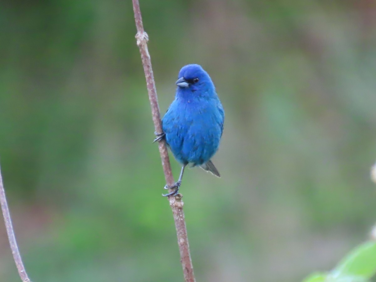 Indigo Bunting - ML619782157