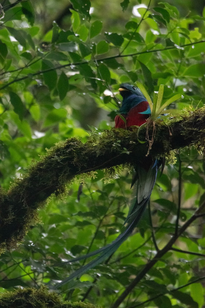 Resplendent Quetzal - Jack Sullivan