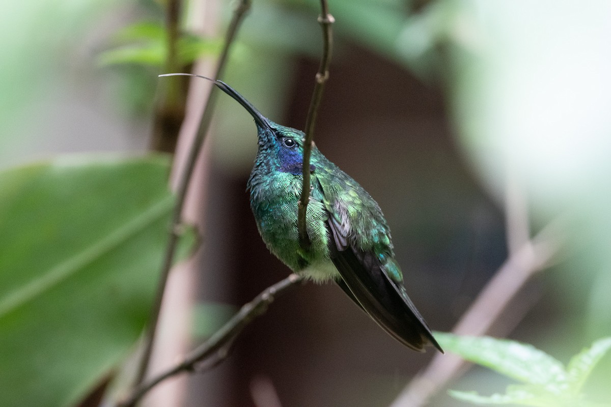 kolibřík modrouchý - ML619782191