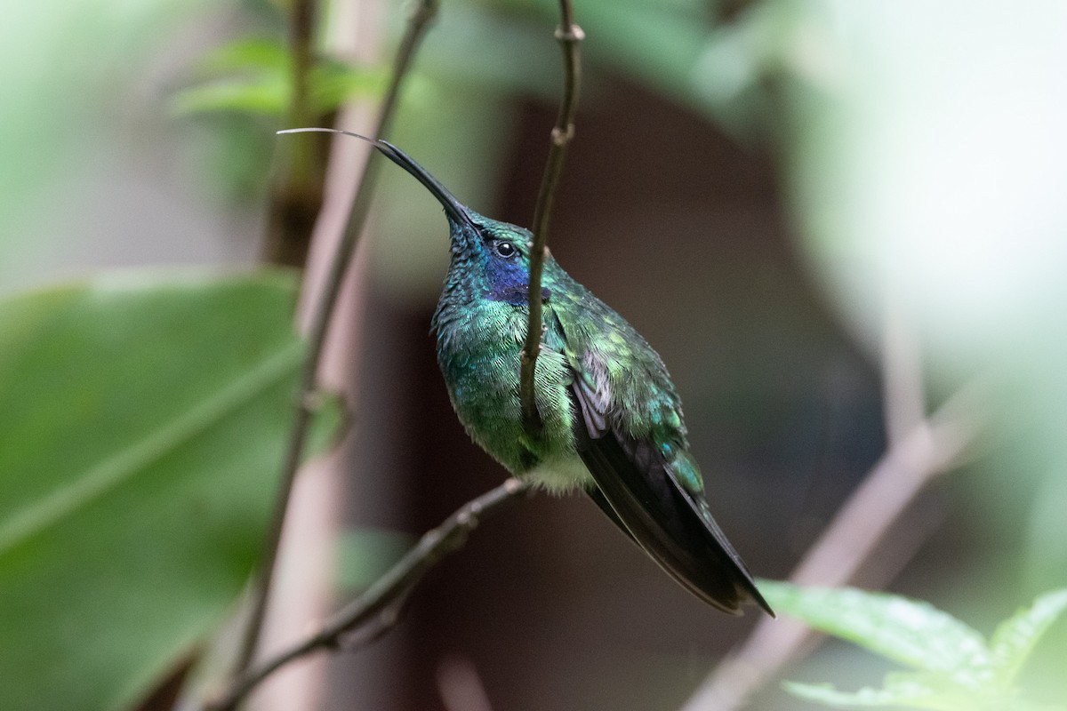 Colibrí Oreja Violeta Menor - ML619782191