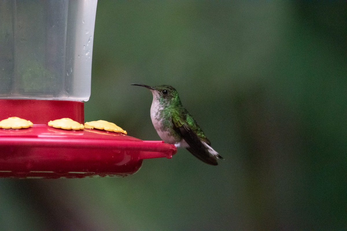 Colibri à tête cuivrée - ML619782203