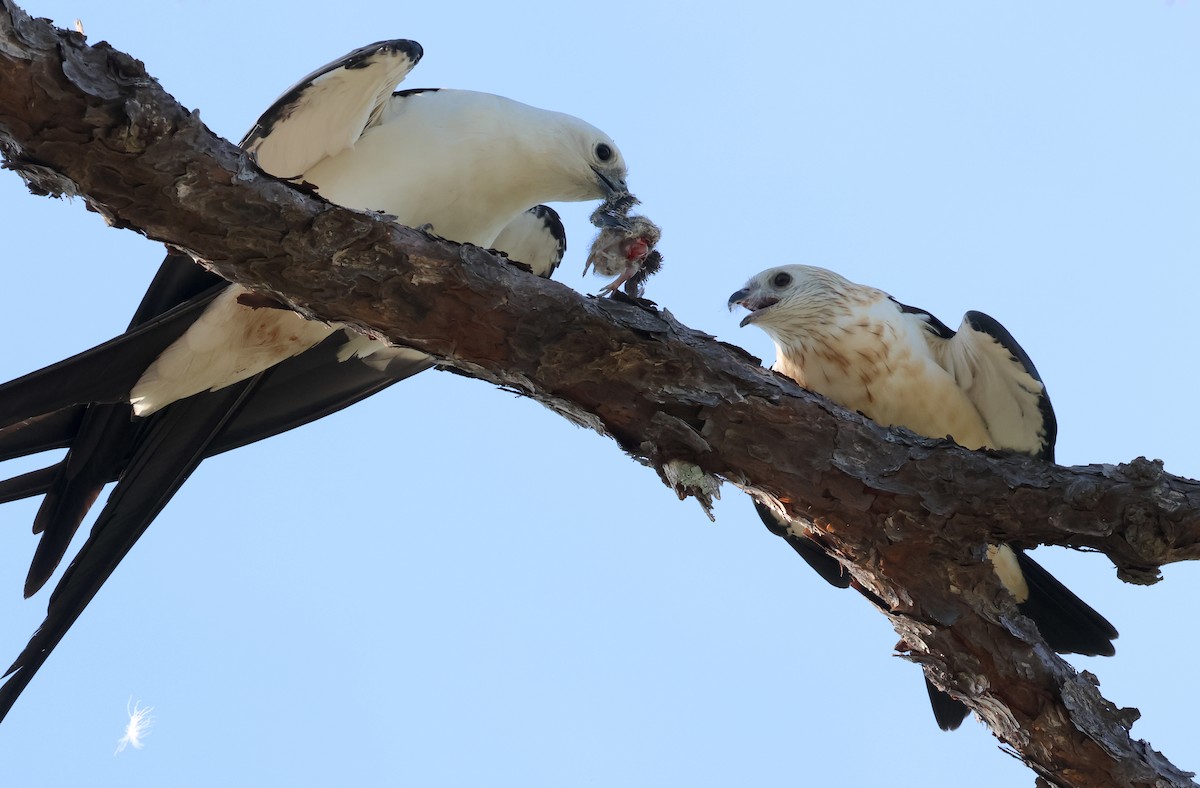 Swallow-tailed Kite - ML619782205