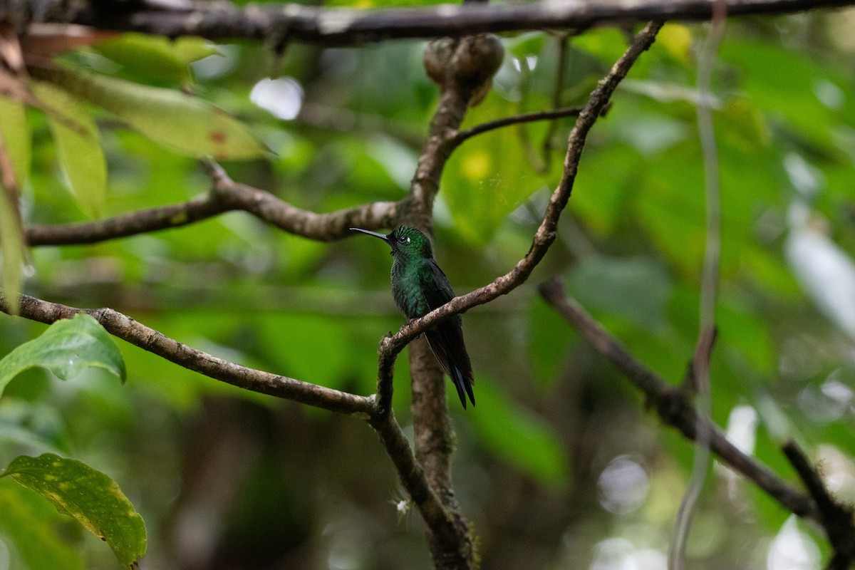 kolibřík subtropický - ML619782216