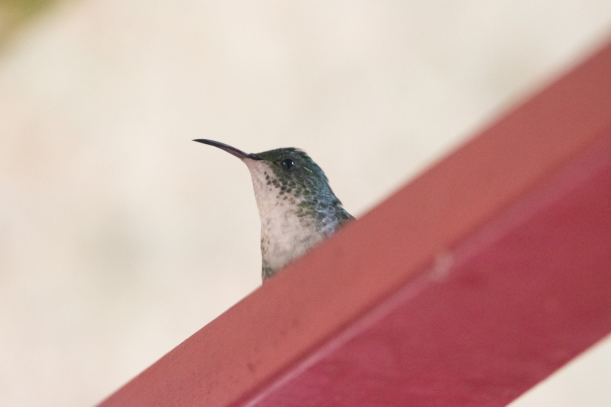 kolibřík měděnohlavý - ML619782224