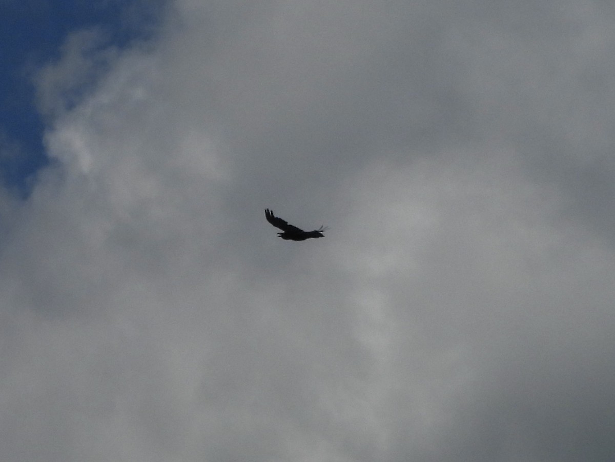 Common Raven - Karen & Tom Beatty