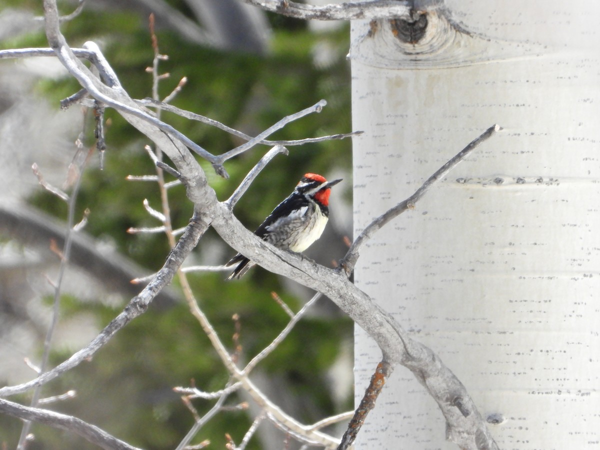 Red-naped Sapsucker - ML619782249