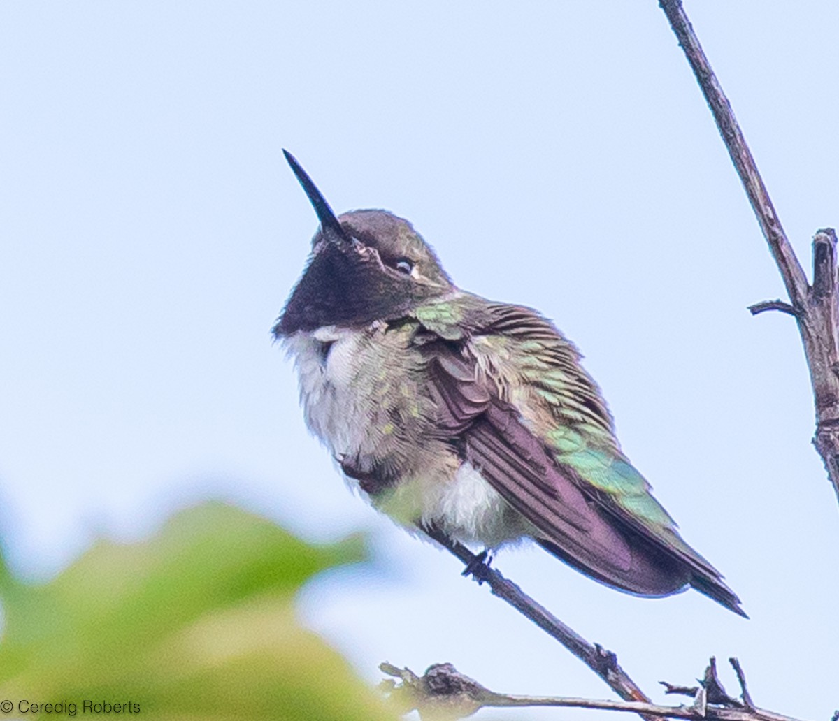 Black-chinned Hummingbird - ML619782263