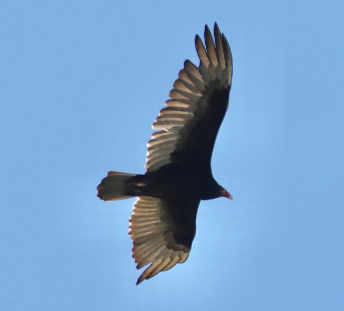 Turkey Vulture - ML619782274