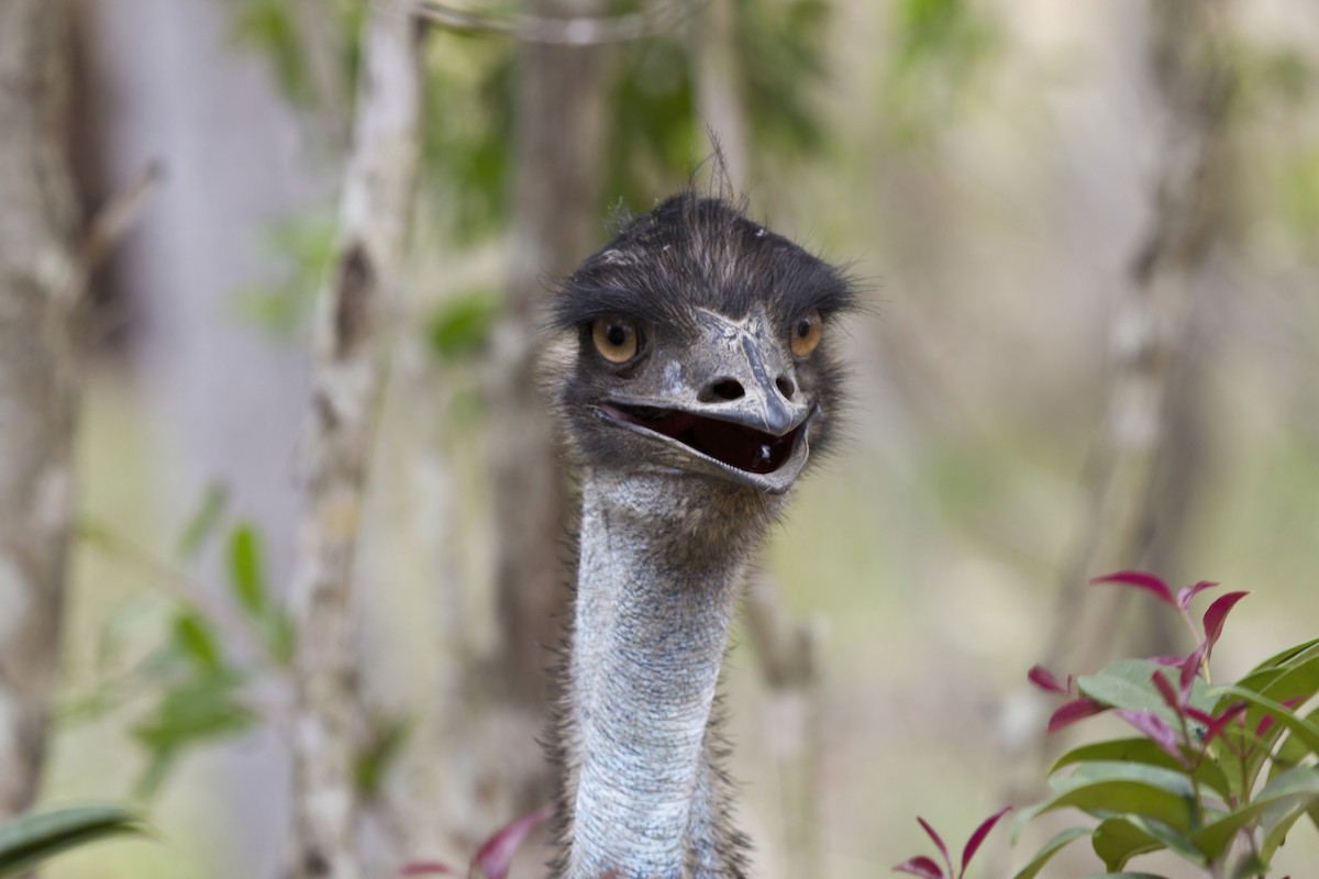 Emu - Robert Lockett