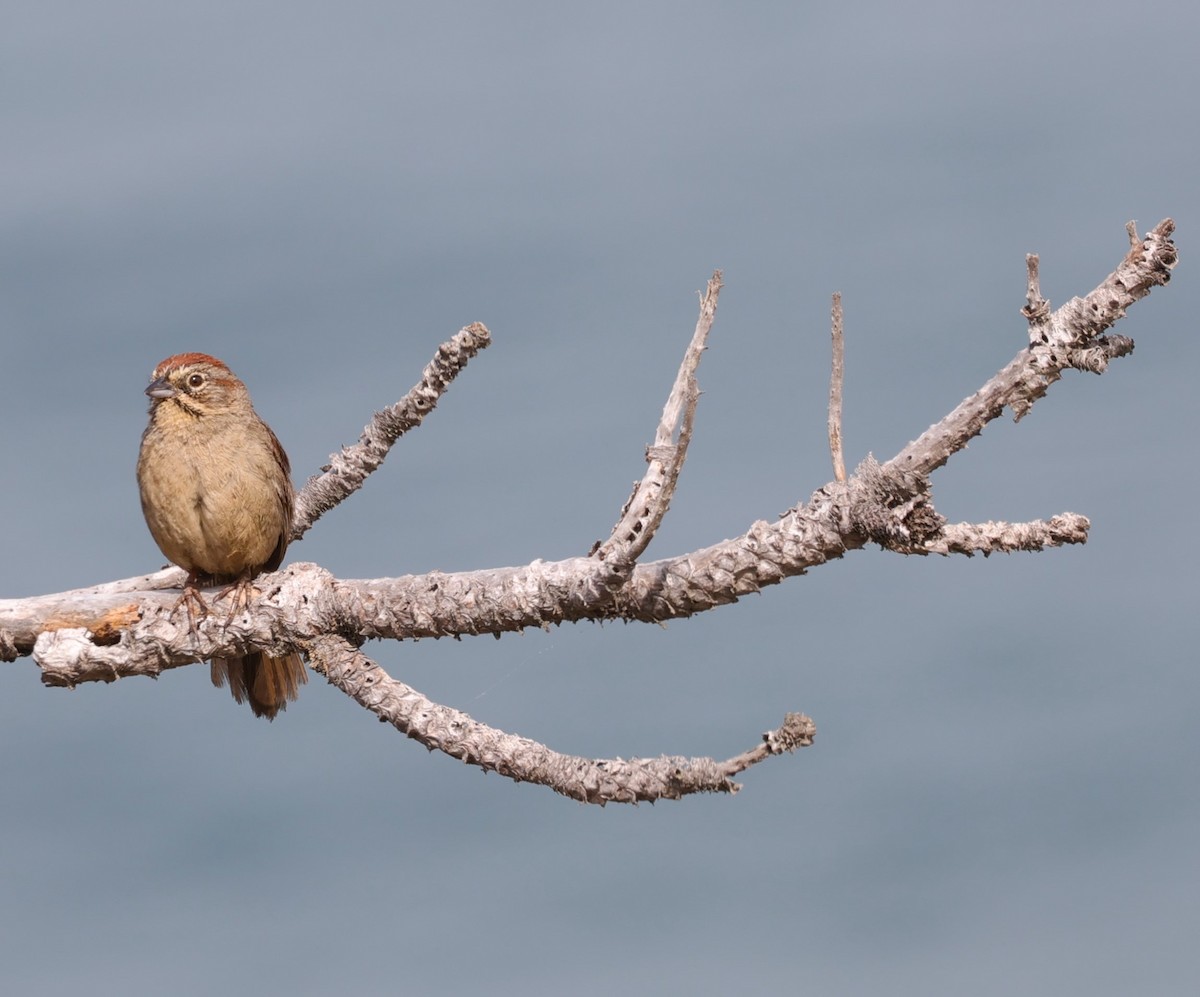 Rufous-crowned Sparrow - ML619782292