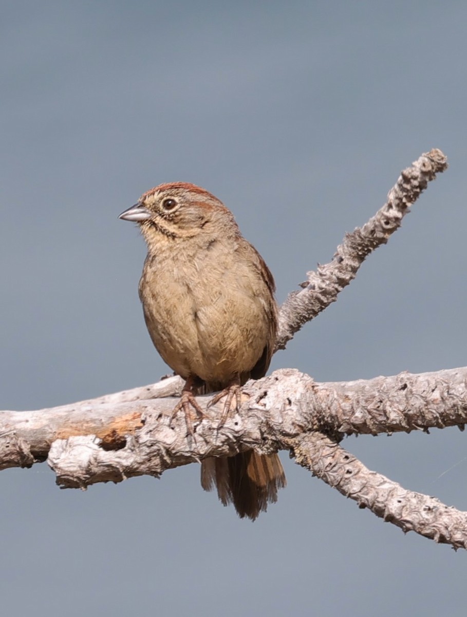 Rufous-crowned Sparrow - ML619782306