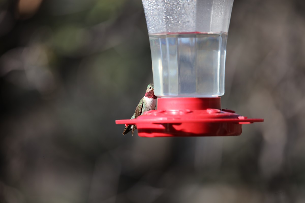 Broad-tailed Hummingbird - ML619782329