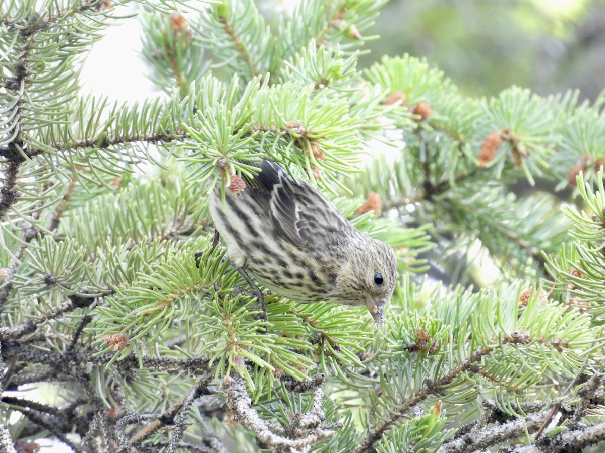 Pine Siskin - ML619782369