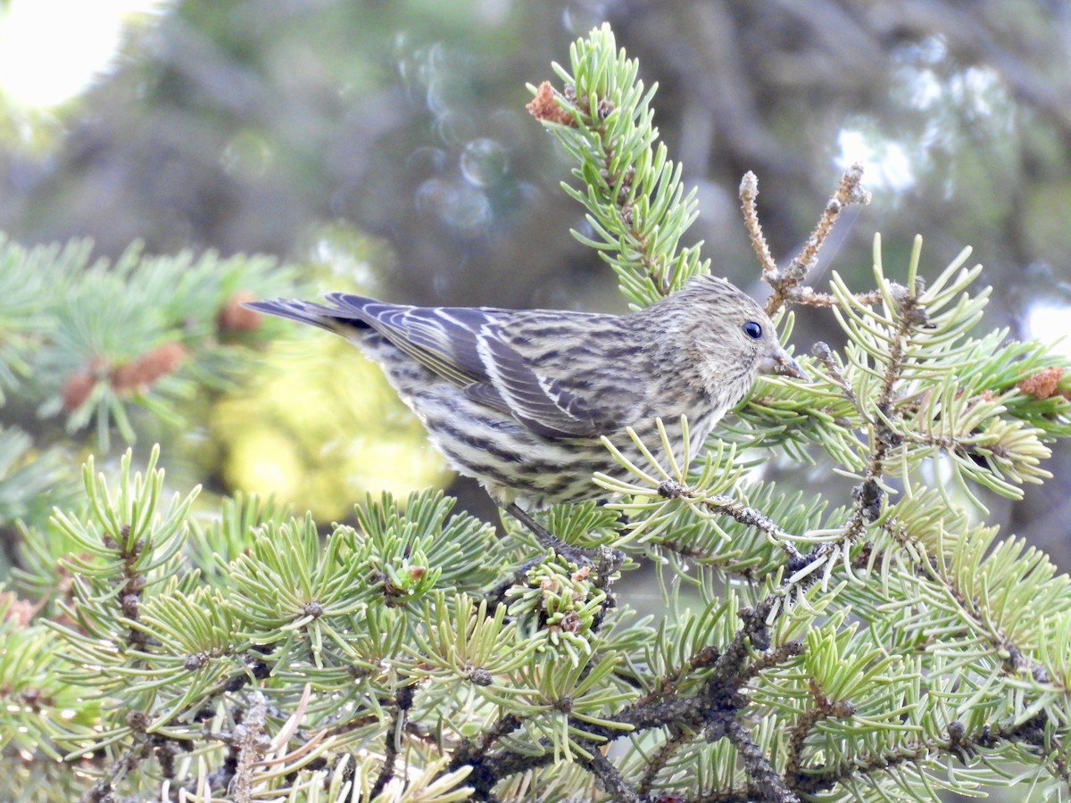 Pine Siskin - ML619782370