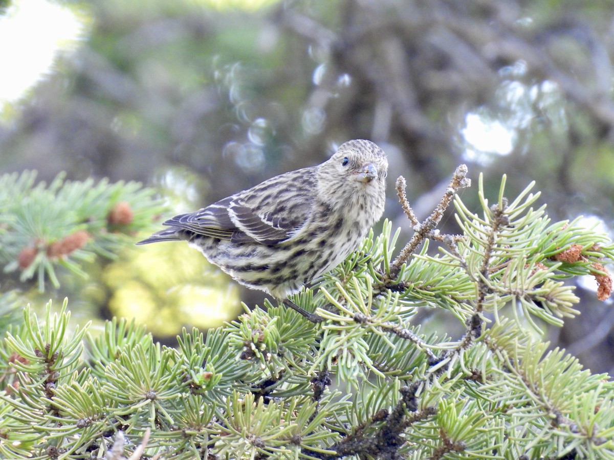 Pine Siskin - ML619782371